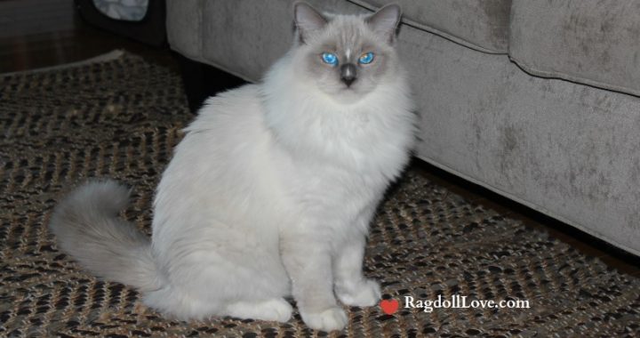 Ragdoll Coat - Duffy 9 months old Ragdoll Coat - Duffy 9 months old