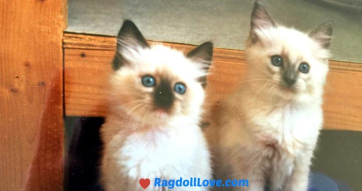 Seal Mitted Female Kitten and Blue Poin Male Ragdoll Kittens Seal Mitted Female Kitten and Blue Poin Male Ragdoll Kittens