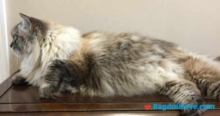 Large Lynx Ragdoll Cat Lying on a Table Large Lynx Ragdoll Cat Lying on a Table