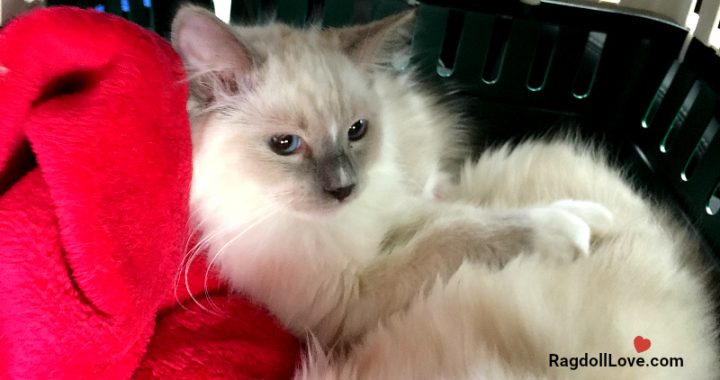 Blue Mitted Ragdoll Cat Duffy Travelling to his forever home Blue Mitted Ragdoll Cat Duffy Travelling to his forever home