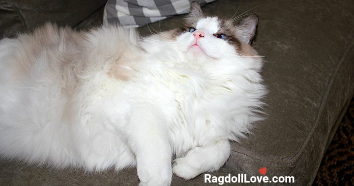 Seal Bicolour Ragdoll Relaxing on a Sofa Seal Bicolour Ragdoll Relaxing on a Sofa