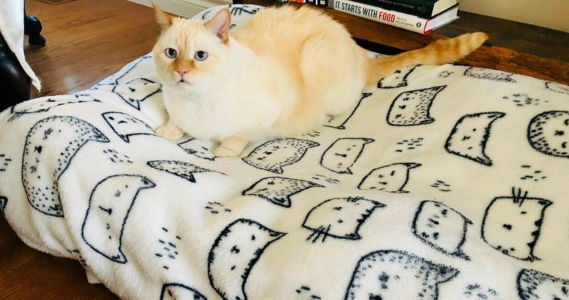 Older cat on his bed on the floor Creamy ginger cat on his bed on the floor